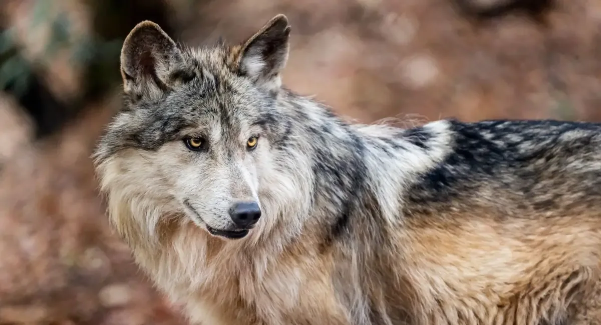 Comunidades locales y zoológicos impulsan la reintroducción del lobo mexicano.