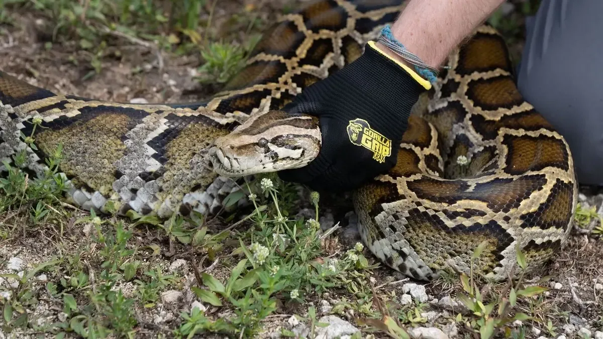 Se busca reducir la población de pitones birmanas en los Everglades mediante un reto con significativas recompensas.