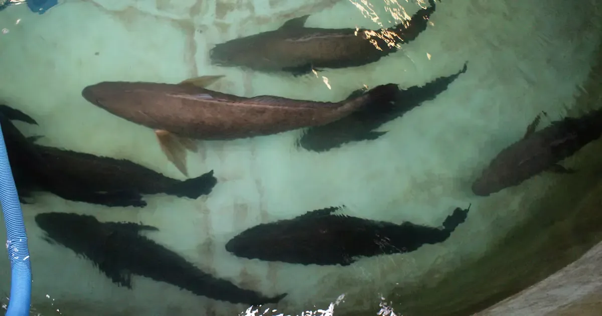 La sentencia resalta los esfuerzos por proteger a la totoaba, especie en peligro de extinción.