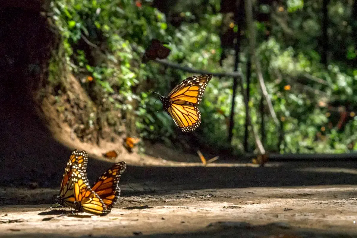 Conferencia sobre la mariposa monarca organizada por la FPMC en Cozumel.
