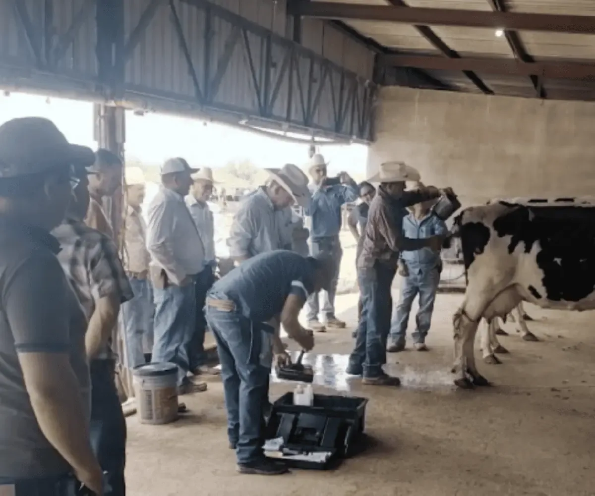 La aparición del gusano barrenador en mascotas genera alerta en Chihuahua y se activan medidas de prevención.
