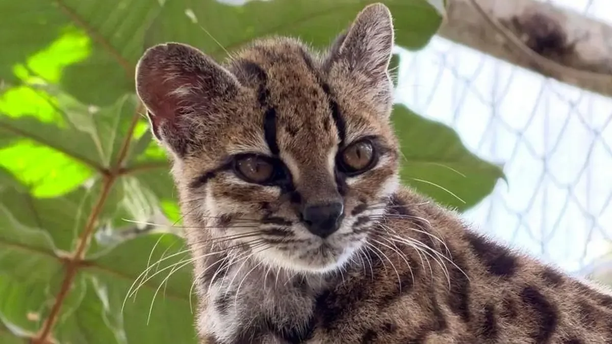 Este descubrimiento destaca la necesidad de conservar los gatos tigre en América del Sur.