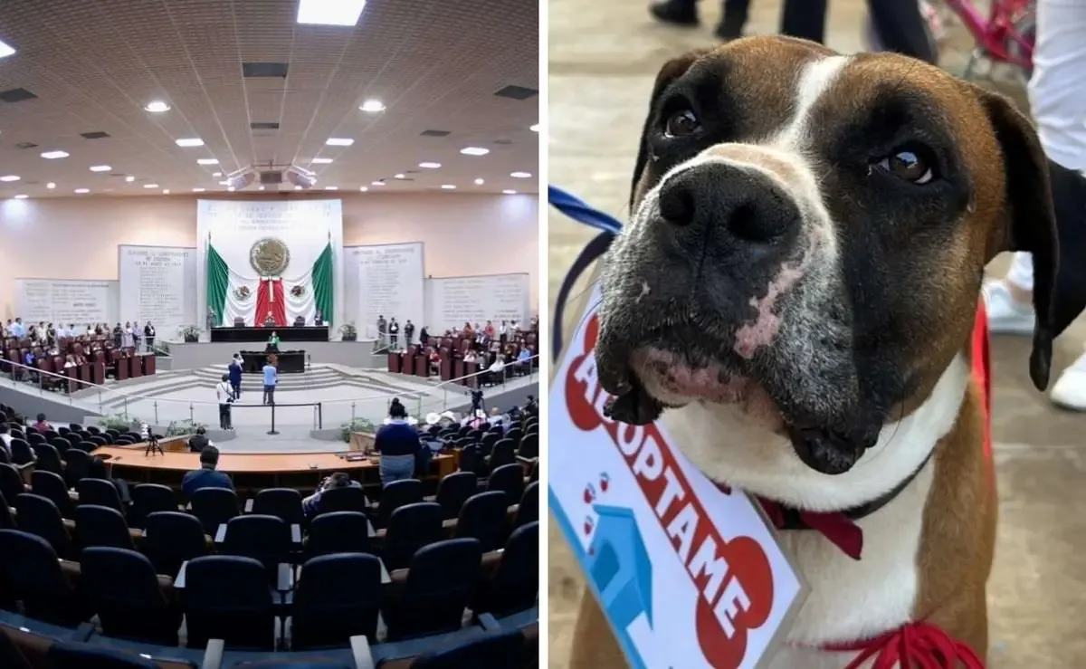 La reforma fortalece la protección animal y clarifica el marco penal ante el maltrato.
