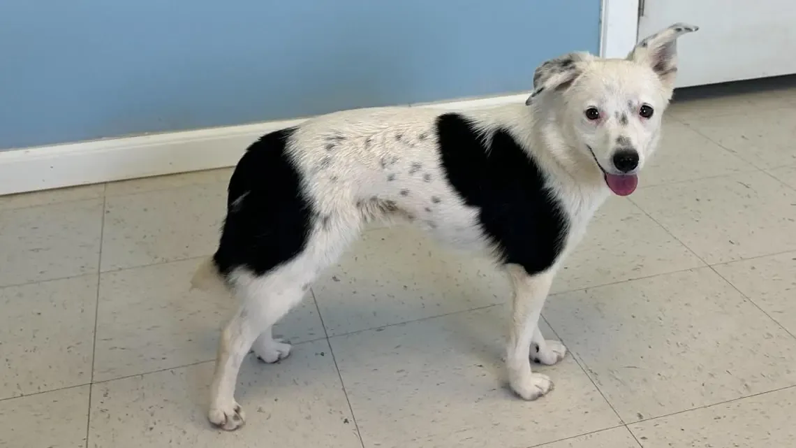 Conoce a Missy, una mezcla de Blue Heeler y Chihuahua que busca un hogar cariñoso.