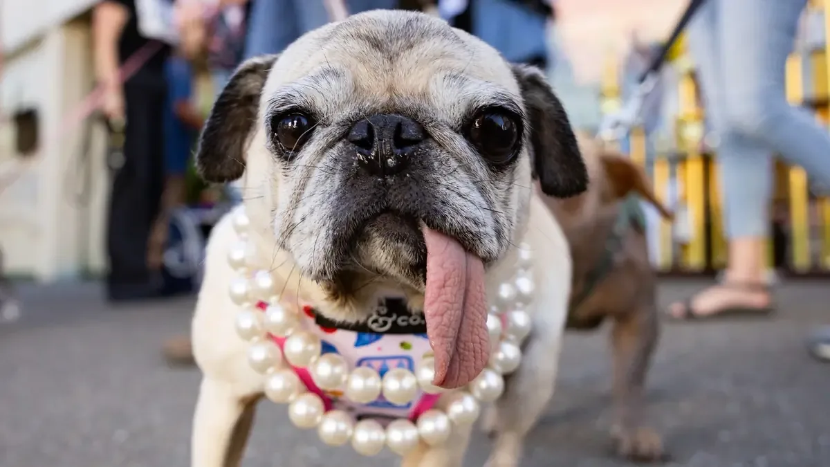 El concurso destaca la belleza única de los perros y la importancia de la adopción.