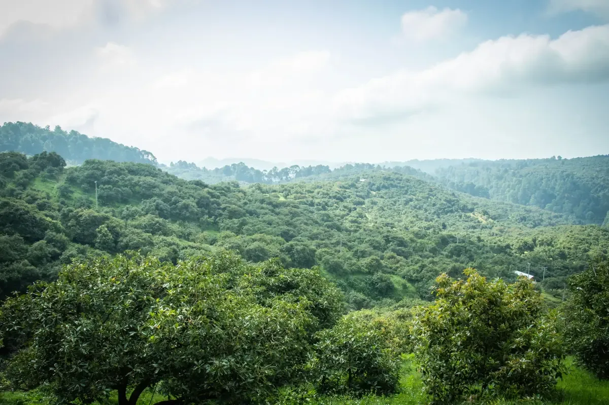 La integración de esta ronda busca evitar la devastación de los bosques ante la expansión de monocultivos.