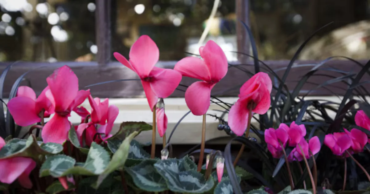 "Consejos prácticos para el cuidado de plantas en invierno."