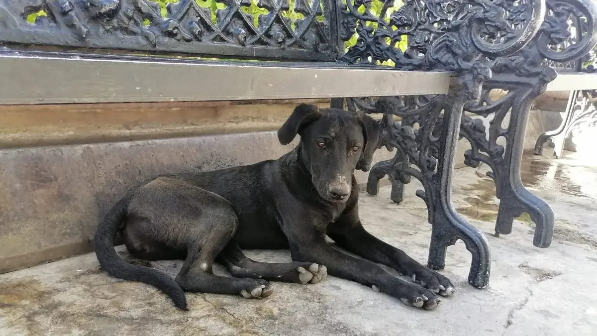 "Control Canino en San Francisco del Rincón se integra a Salud Municipal."