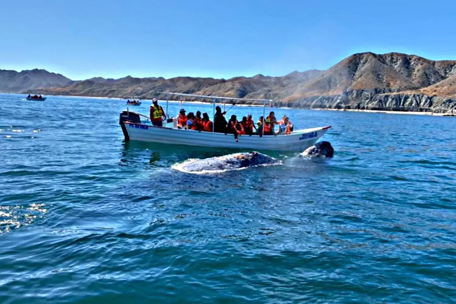 Coordinación de acciones para el avistamiento de ballenas en Puerto Chale.