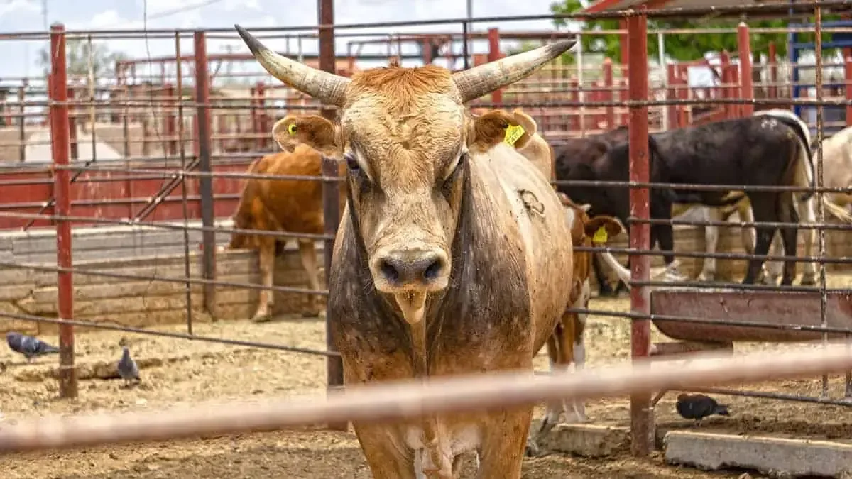 La apertura de la frontera de EE.UU. al ganado mexicano revitaliza el mercado en el Valle del Yaqui.