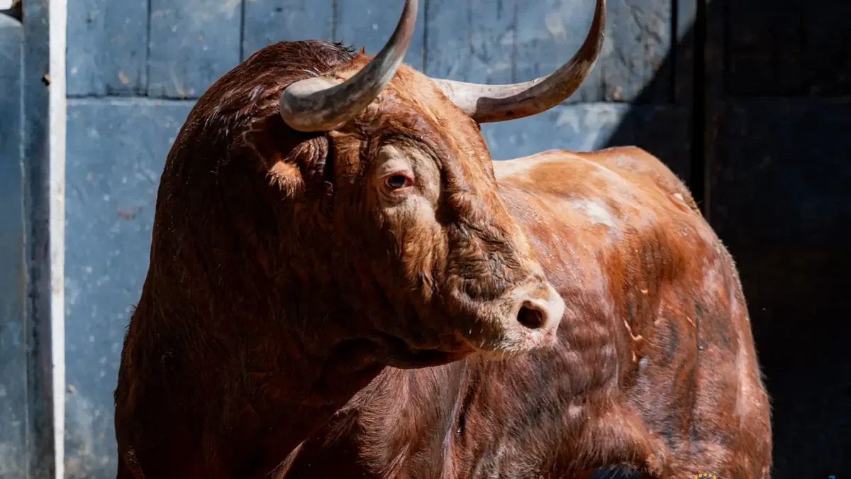 El regreso del imponente hierro de Pedraza de Yeltes promete una tarde emocionante en Las Ventas.