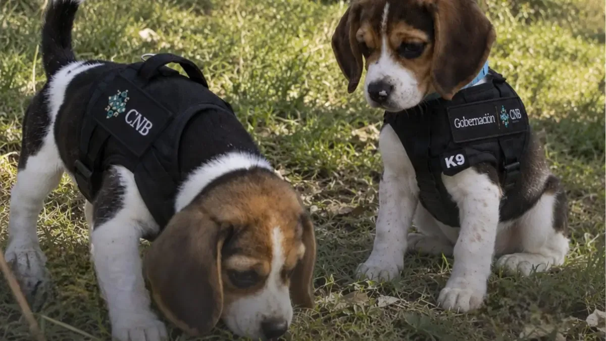 Dexter y Simón, dos cachorros beagle, se entrenarán para ayudar en la localización de desaparecidos en México.
