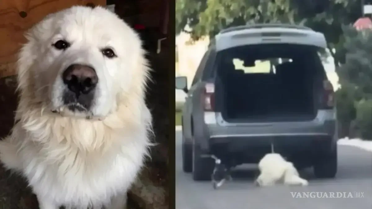 La muerte de un perro en Saltillo destaca la conexión entre el maltrato animal y el manejo emocional.