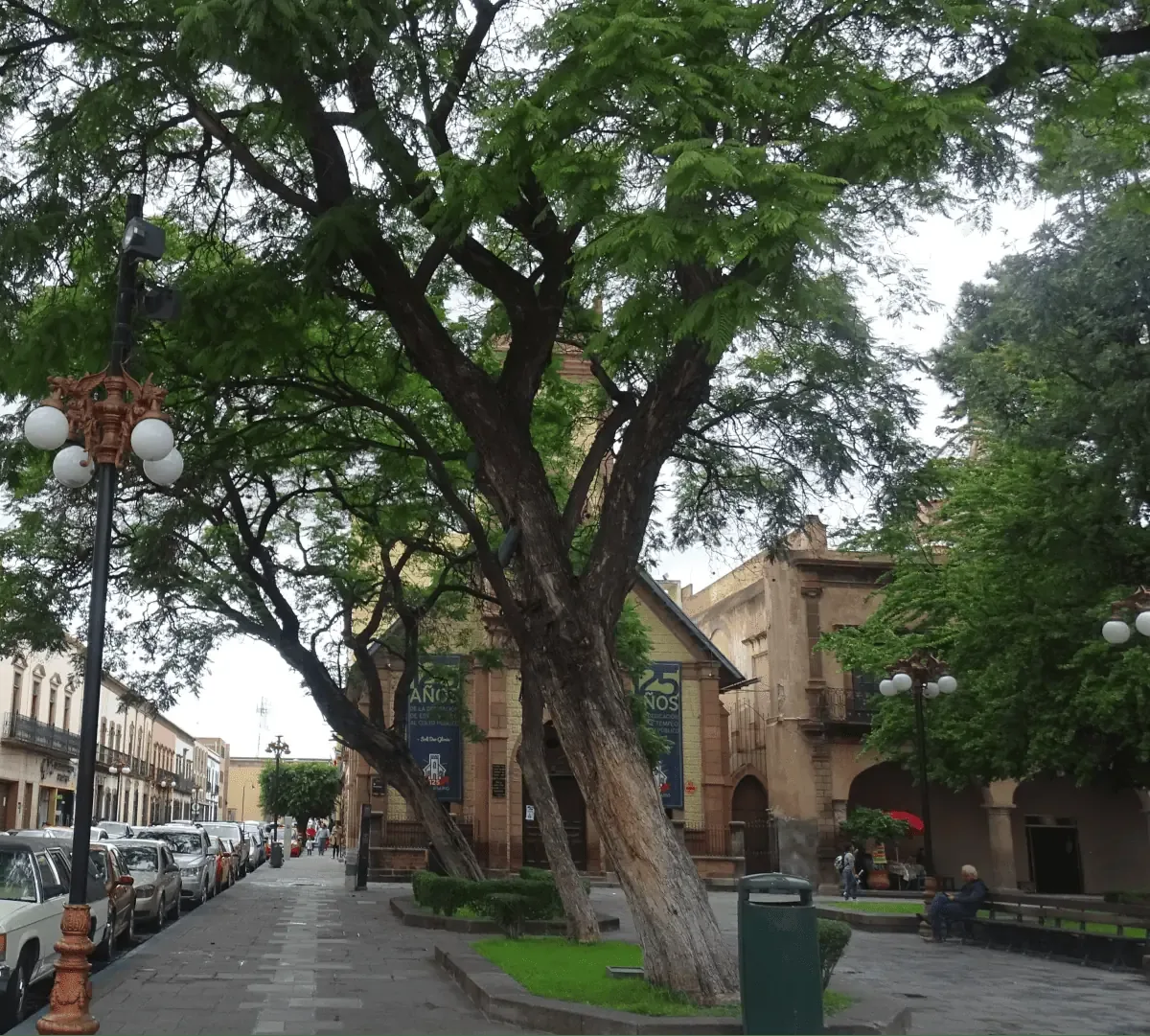 Cuarenta y cuatro ciudades mexicanas obtienen el distintivo 'Ciudad Árbol del Mundo' por su gestión sostenible.