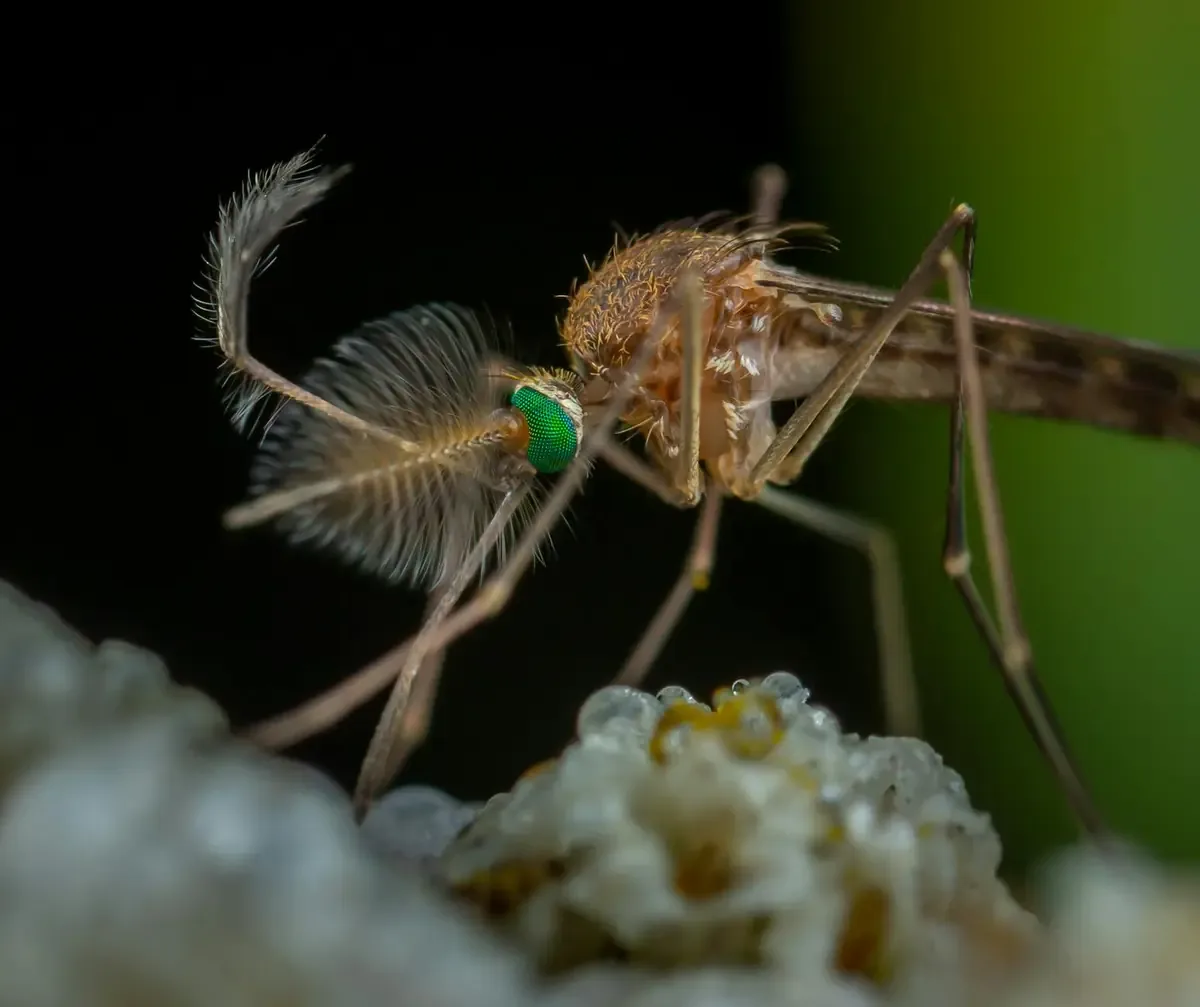 El gobierno federal implementa medidas para reducir la incidencia del dengue en el país.