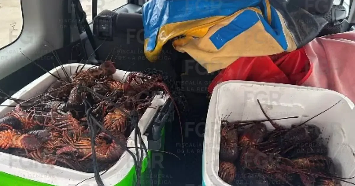 La captura ilegal de langostas pone en riesgo la biodiversidad marina en la región.