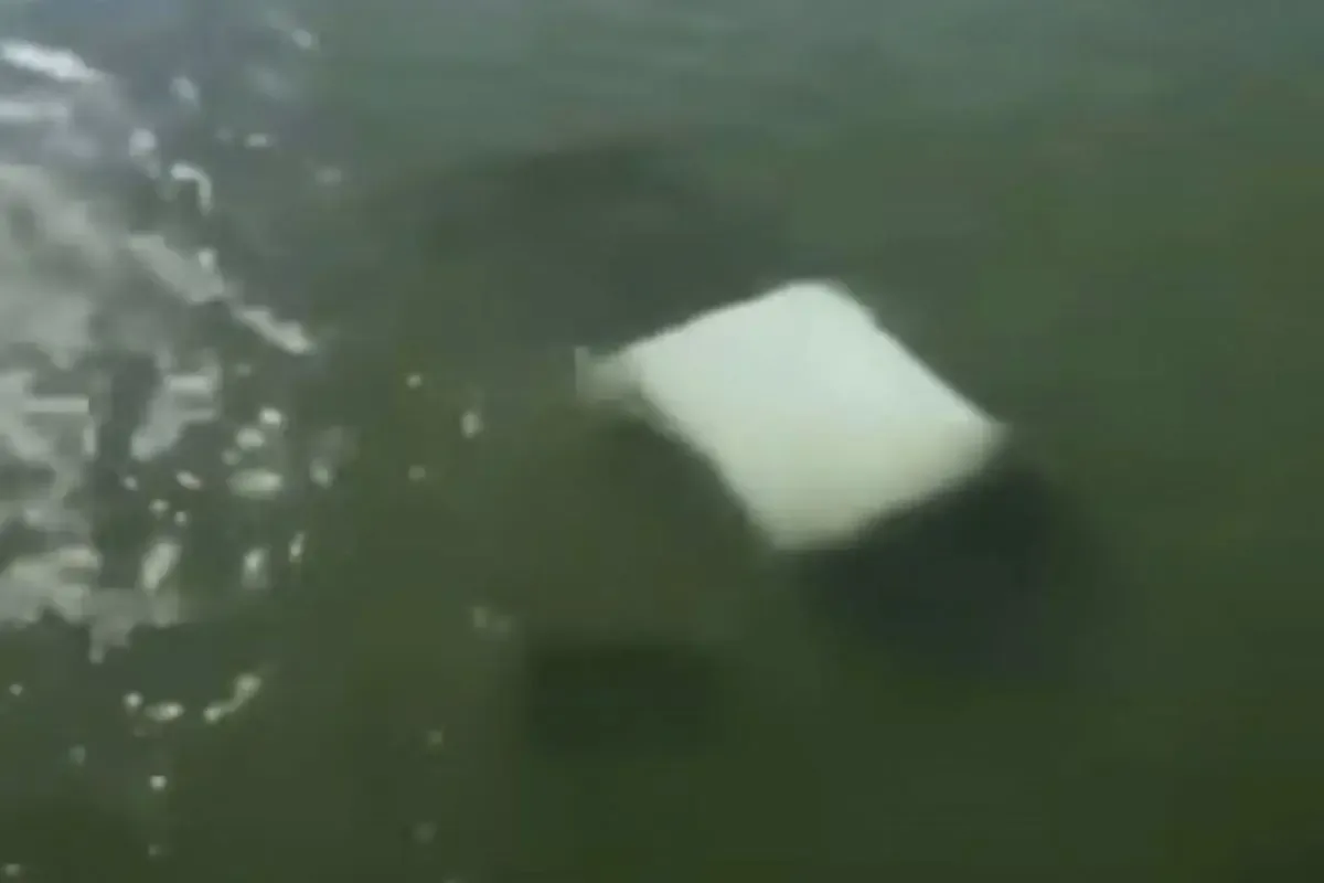 Un accidente vial en Soto La Marina resultó en la trágica muerte de cuatro marinos de la Secretaría de Marina.