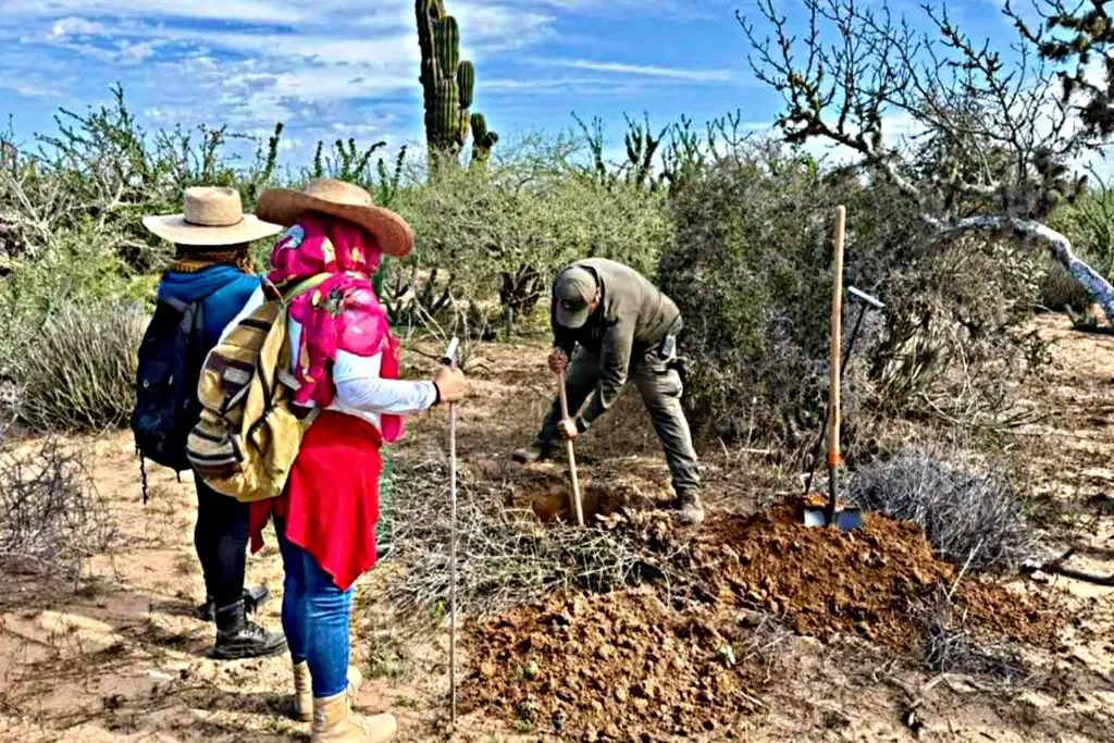Cuatro osamentas humanas fueron halladas durante una jornada de búsqueda en Comondú, generando apoyo a familiares de desaparecidos.