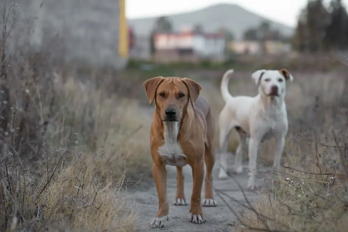 La trágica muerte de los animales ha reavivado el debate sobre el maltrato animal en la región.