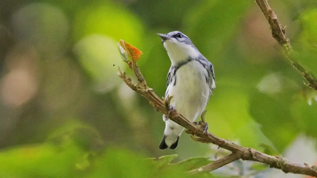 Las aves migratorias enfrentan amenazas en su viaje, la ciencia ciudadana se vuelve esencial para su conservación.