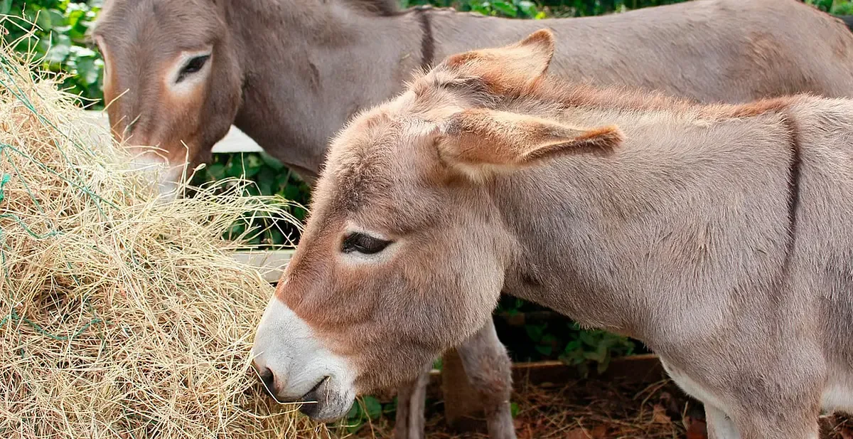 La importancia del burro en la historia y conservación resalta en su día.