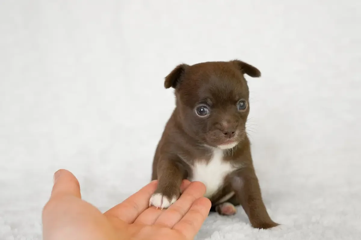 Una chihuahua y su dueña parecen gemelas tras dos semanas juntas, generando asombro en redes sociales.