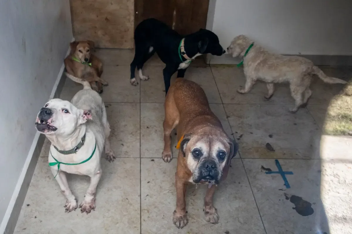 Delitos de maltrato animal y robo de mascotas se incrementan en la CDMX.