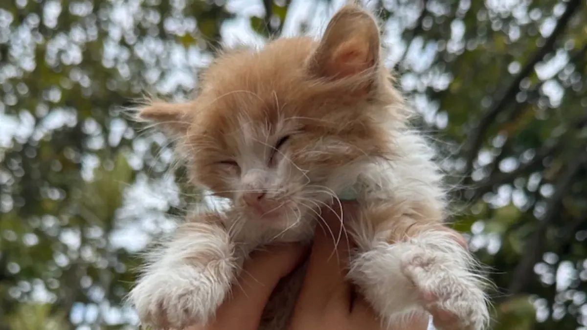 Integrantes de un colectivo animalista reportan presunto envenenamiento tras la muerte de felinos en la zona.