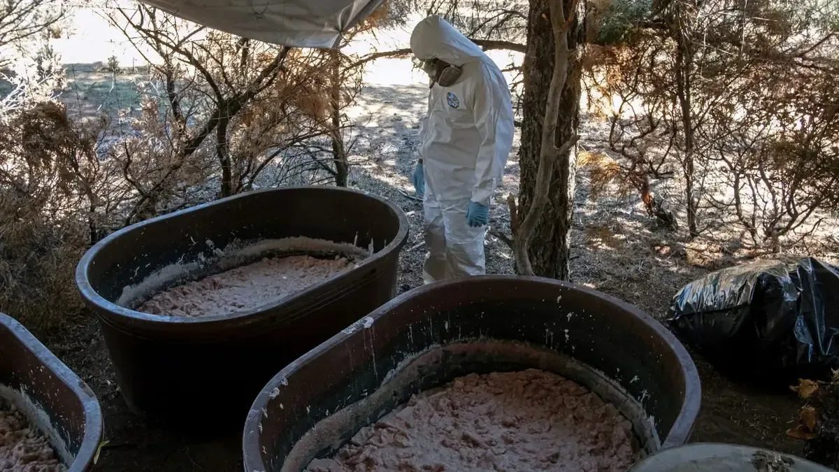 La red del Cartel de Sinaloa está expandiendo sus operaciones hacia Australia y Nueva Zelanda.