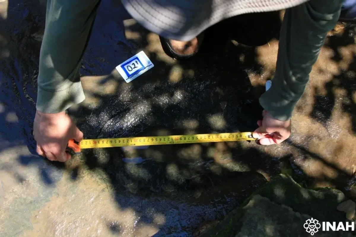 El descubrimiento en San Juan de los Plátanos abre oportunidades de investigación en paleontología.