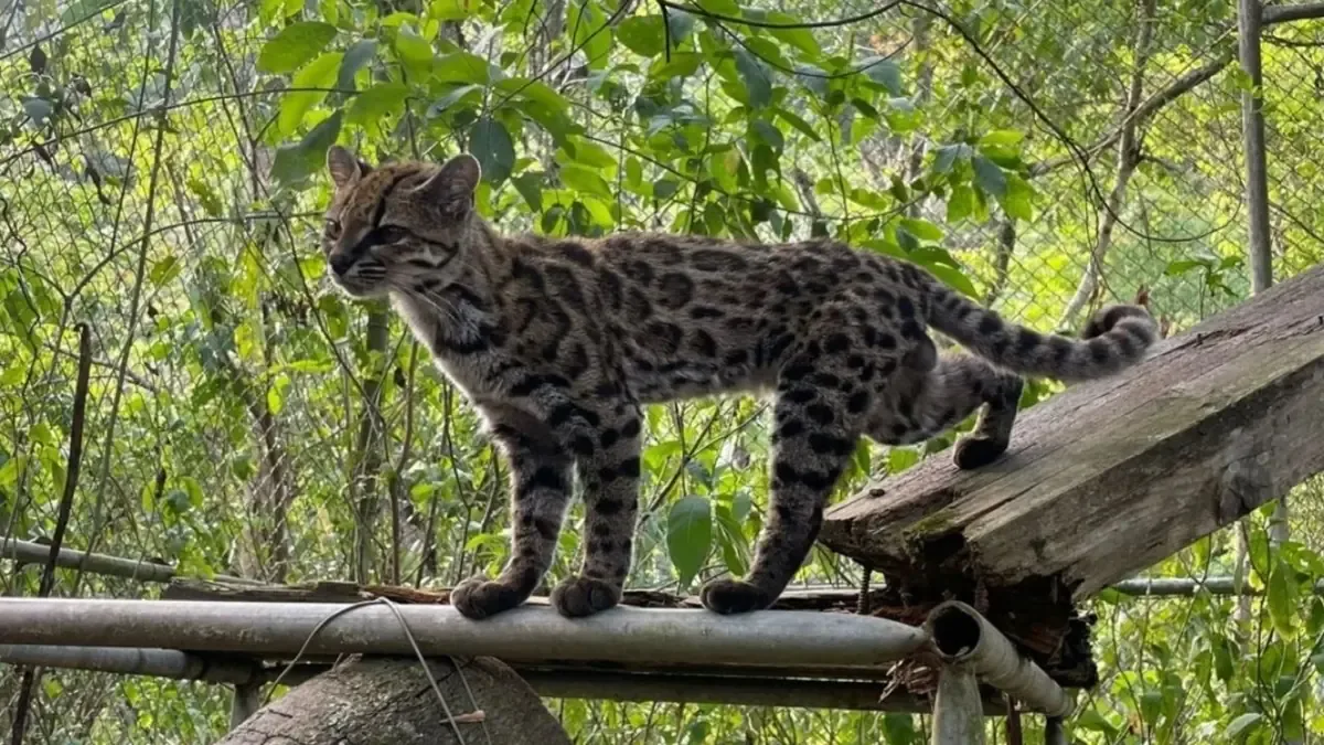 El hallazgo de Leopardus tilcayo marca una importante aportación a la taxonomía de mamíferos en más de un siglo.
