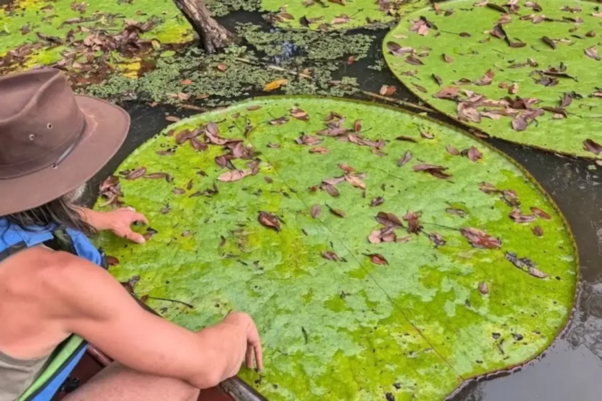 El hallazgo de la Victoria colombiana puede contribuir a la conservación y ecoturismo en la región.