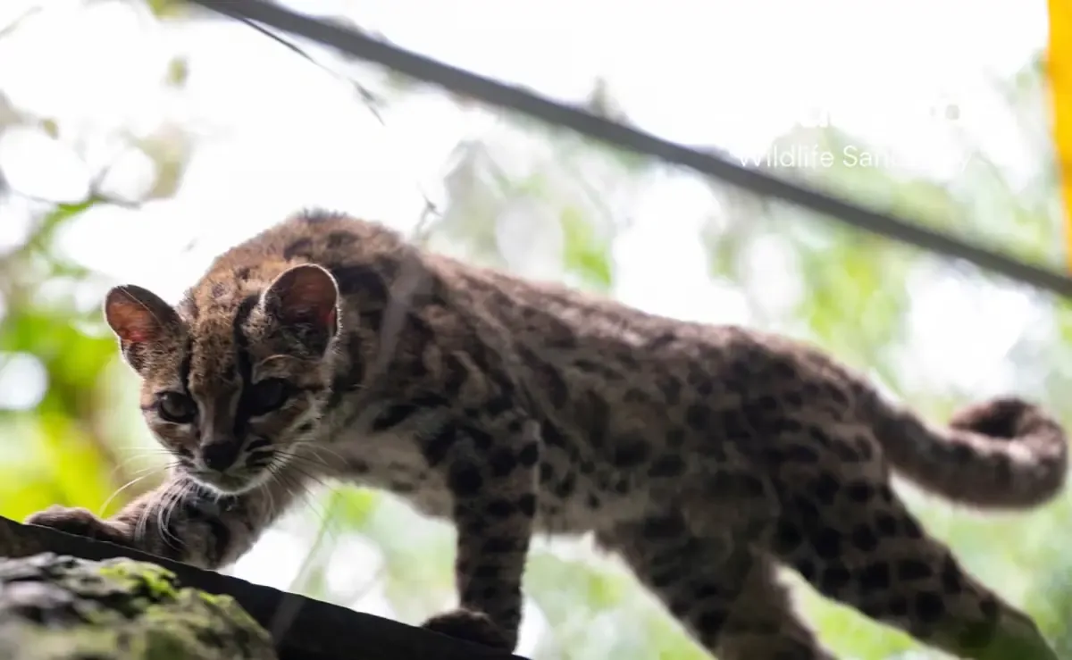 La nueva especie, con un solo ejemplar rescatado, refleja la biodiversidad del país y los retos de conservación.