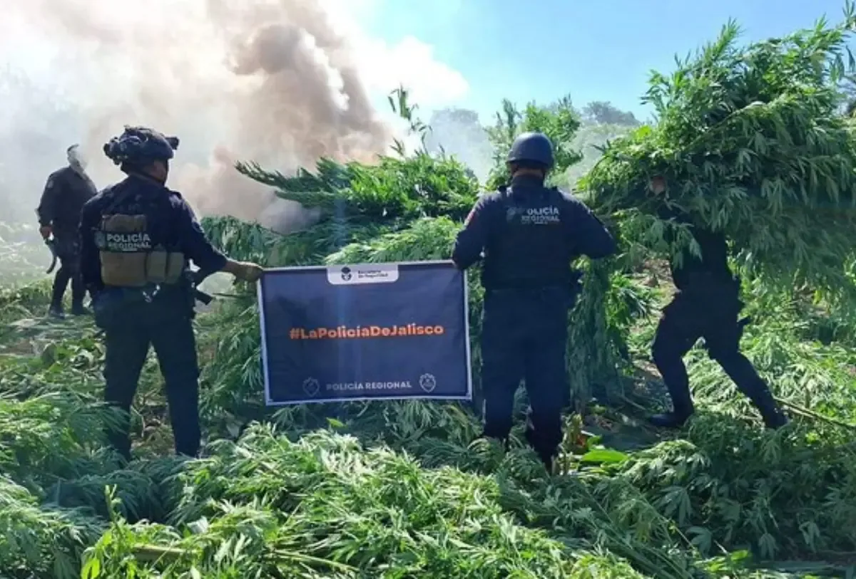 La Policía de Jalisco y la Sedena localizaron el cultivo durante recorridos de vigilancia.