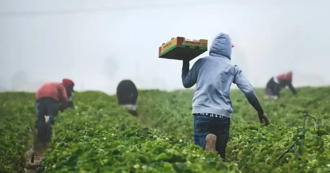 Una rara plaga agrícola representa un riesgo potencial para los cultivos en Estados Unidos.