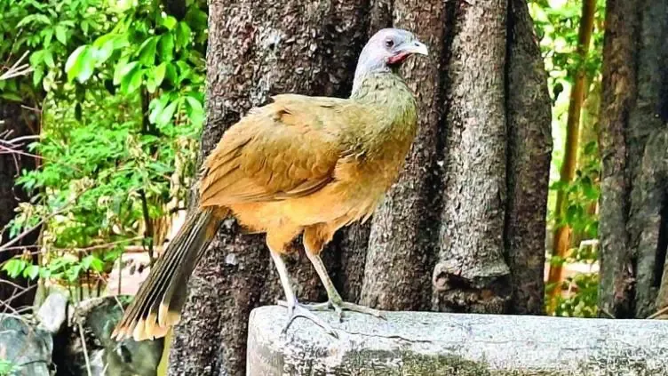 Dos chachalacas enfermas llevan a reforzar medidas de bioseguridad en el zoológico.