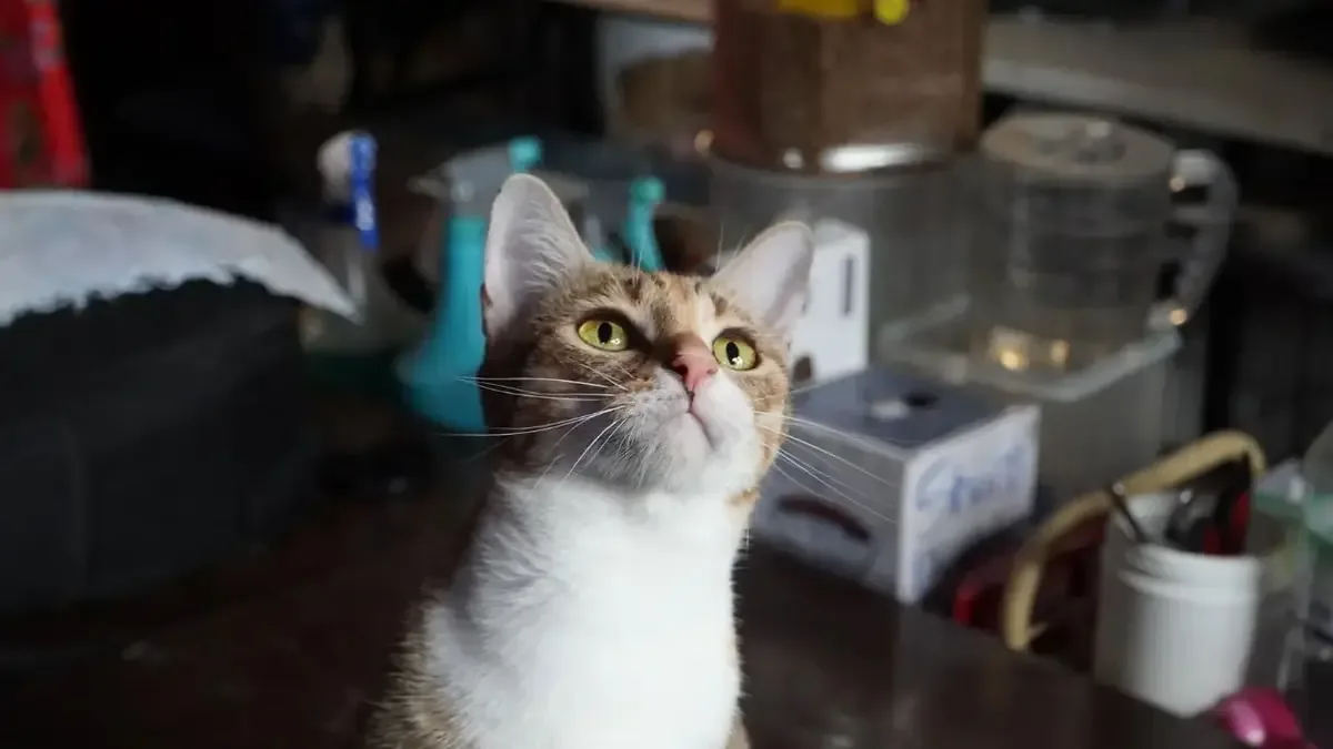 Las autoridades vietnamitas desmantelan una red dedicada al robo de gatos, asegurando la protección de los animales.