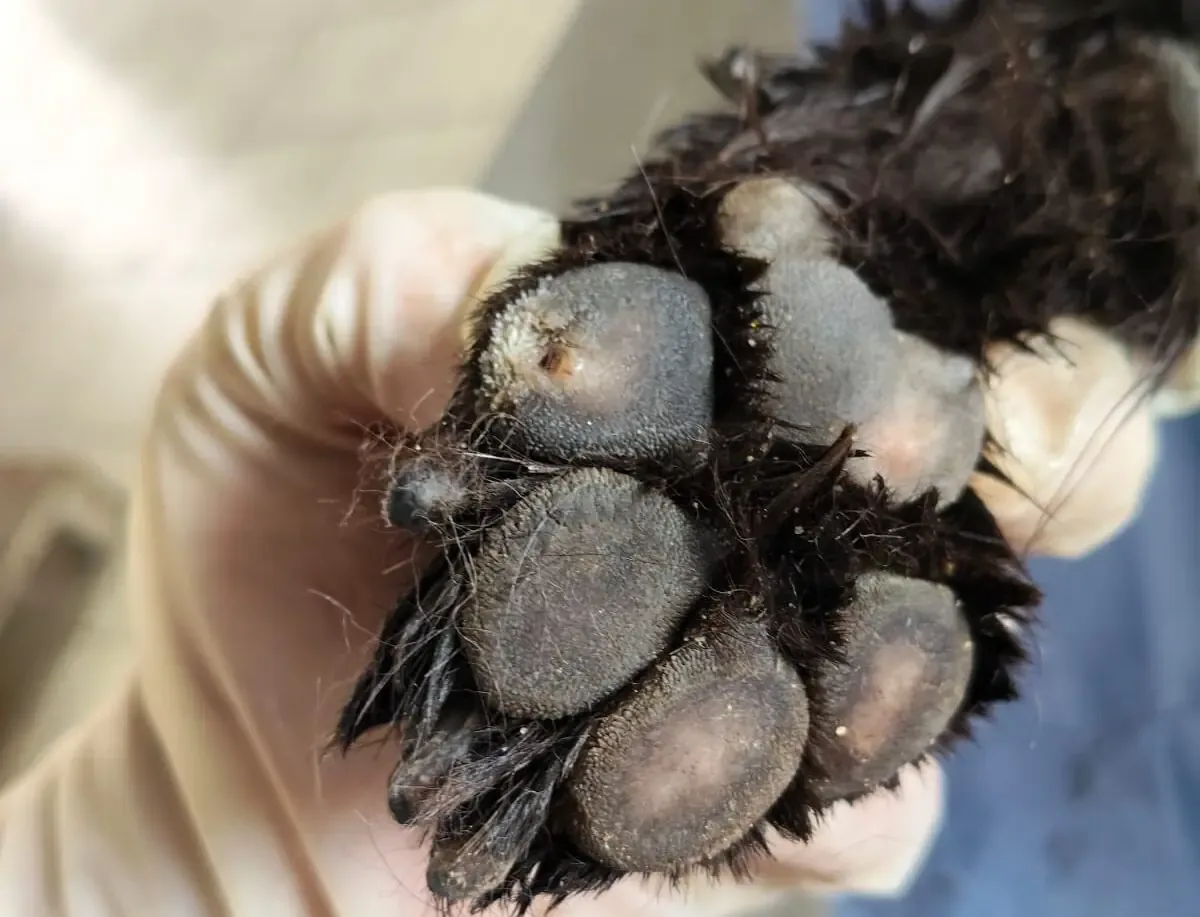 La detención representa un avance en la búsqueda de justicia por maltrato animal en Ciudad Juárez.