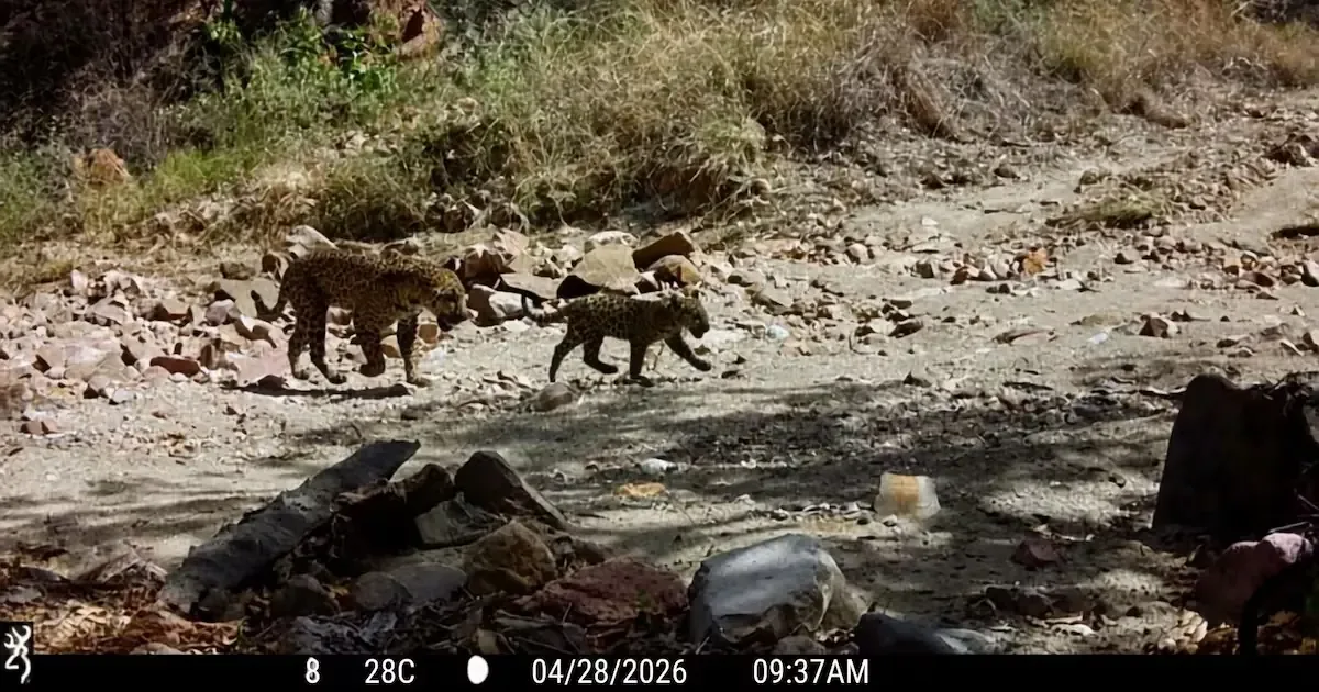 La nueva cría cuidada por Northern Jaguar Project es un indicativo de la salud reproductiva de la especie en peligro.