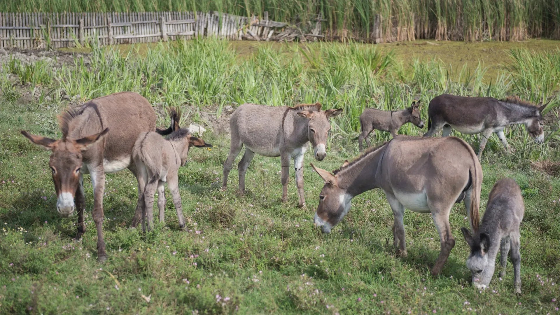 Dos burros sobrevivientes de un ataque en un santuario de Baja California Sur.