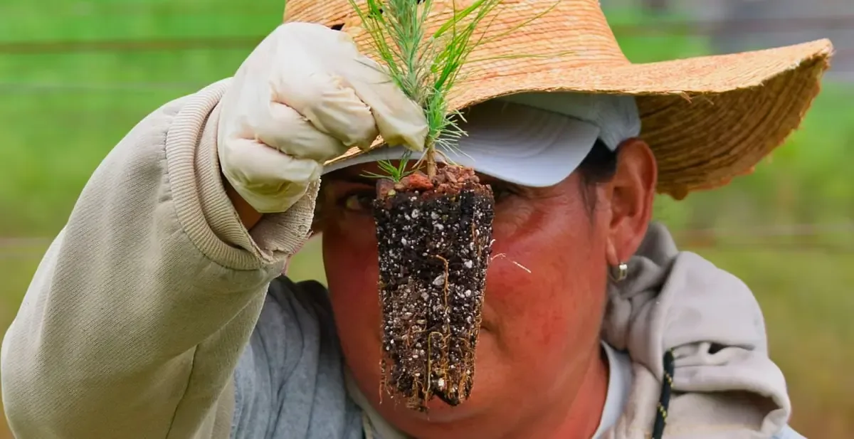 Dueños de predios pueden solicitar árboles sin costo para conservar el bosque.