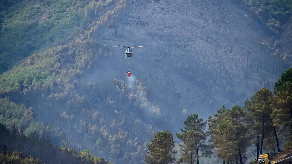El cambio a especies autóctonas es crucial para prevenir incendios forestales.