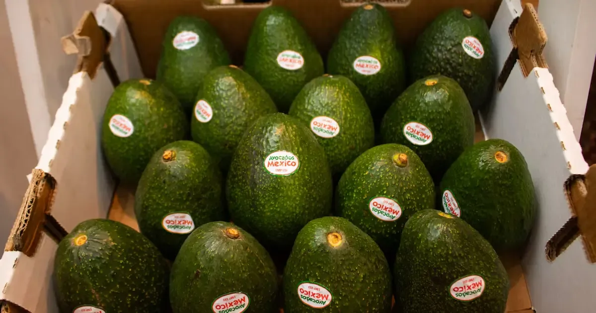 La suspensión de procesos de exportación afecta gravemente al aguacate en Michoacán.