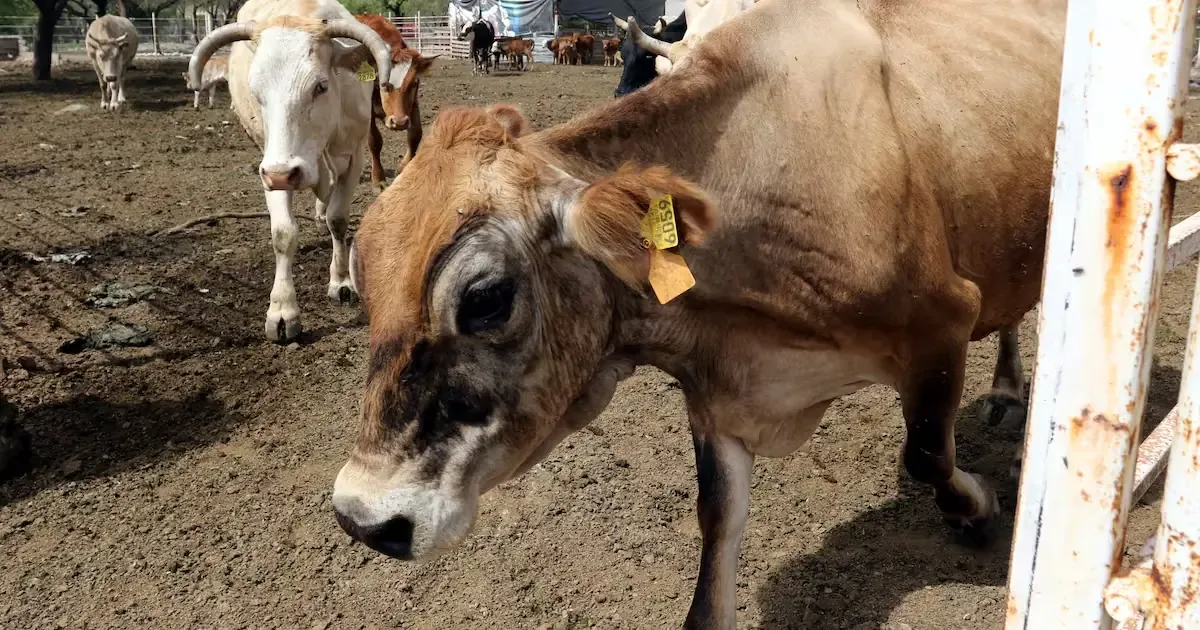 La UGRS confirmó la suspensión temporal de exportaciones tras detectar lesiones en un animal.