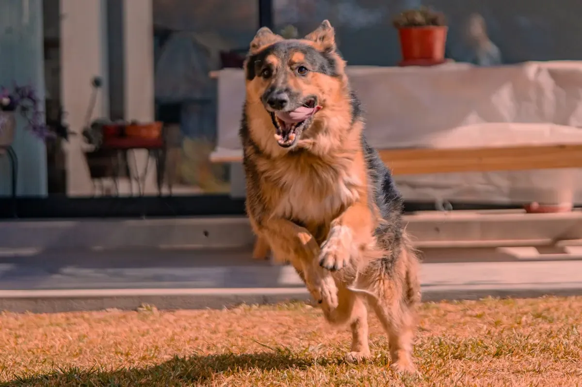 Crucial mantener un ejercicio adecuado para la salud de perros mayores.