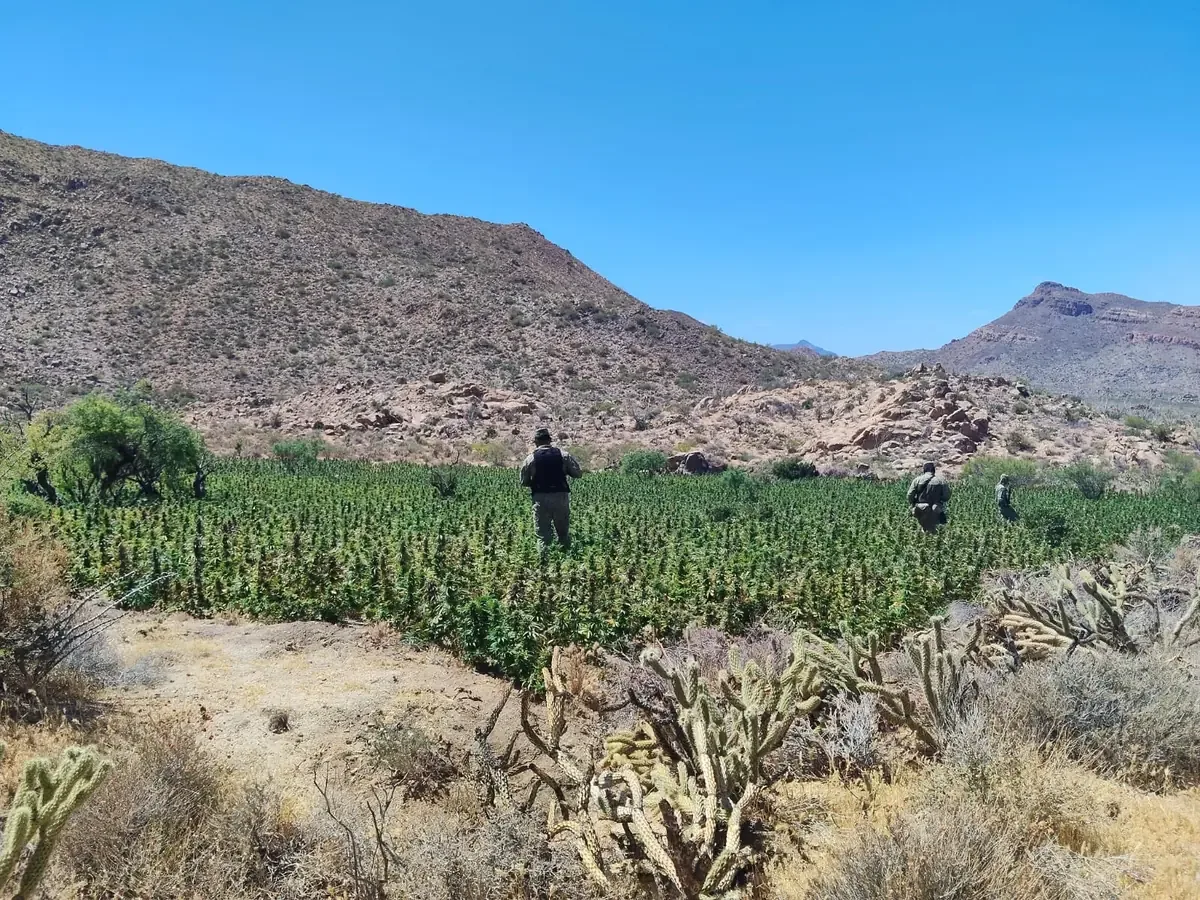 Las fuerzas armadas arruinaron plantíos y secaderos como parte de su estrategia contra el narcotráfico.