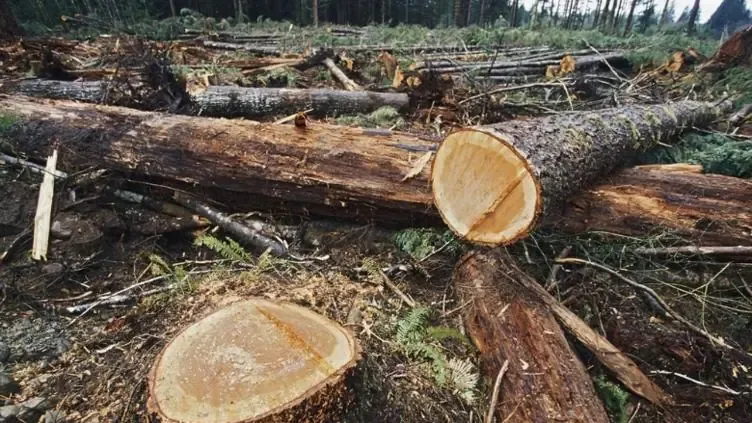 Estrategias conjuntas para salvaguardar la Sierra Tarahumara y combatir el crimen organizado.