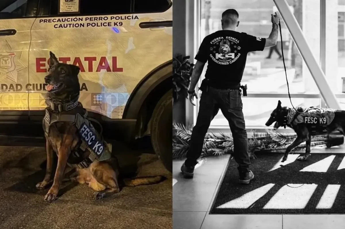El agente Fritz alcanzó el quinto lugar en el reconocido evento K-9 Trials 2026 en California.
