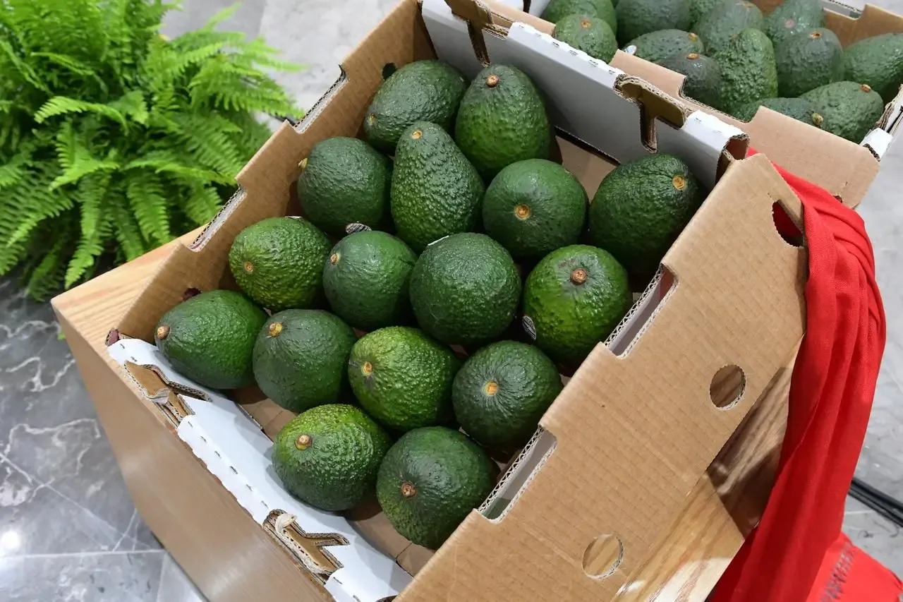 "El aguacate michoacano se prepara para su protección legal con Indicación Geográfica."