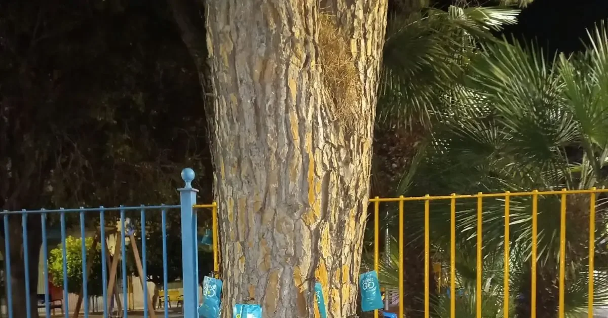 El Ayuntamiento busca proteger el arbolado y la salud pública en el municipio.